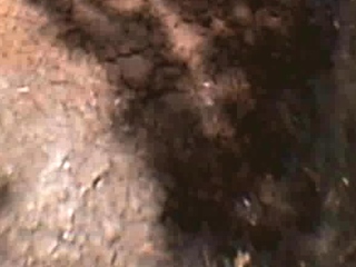 Fledgling cougar outdoors dt and pulverizing